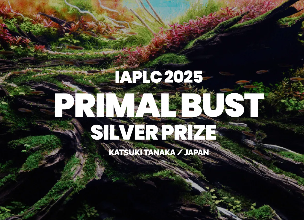 Aquascaping steps - PRIMAL BUST - IAPLC 2025 Silver Prize - Katsuki Tanaka / Japan